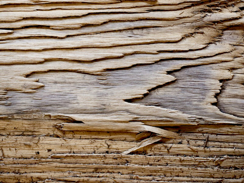 an example of raised grain in wood